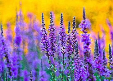 《足球经理2022》销量超百万 制作人发文感谢玩家